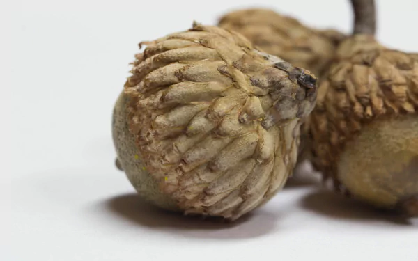 nature acorn HD Desktop Wallpaper | Background Image
