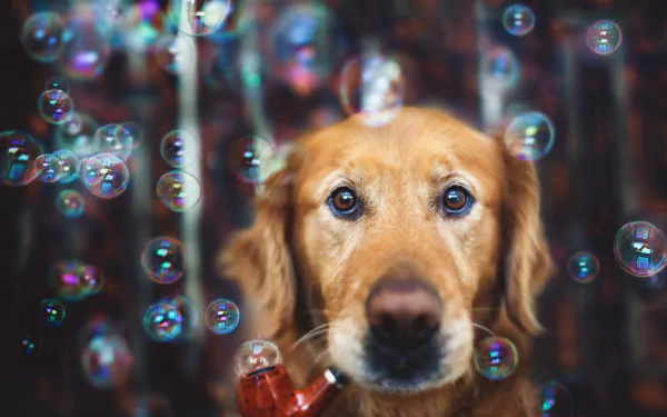 Golden retriever holding a pipe surrounded by floating bubbles, captured in a vibrant HD desktop wallpaper and background.