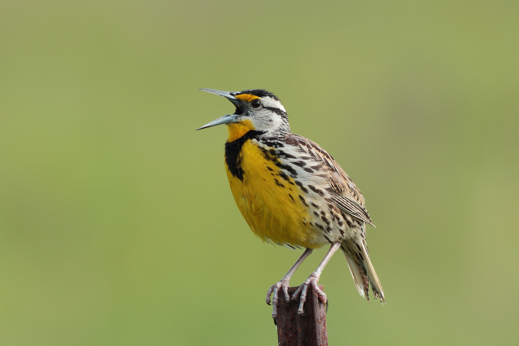 Eastern Meadowlark Computer Wallpapers, Desktop Backgrounds | 2048x1365 ...