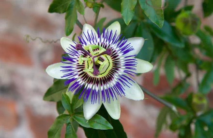 flower passiflora nature passion flower HD Desktop Wallpaper | Background Image