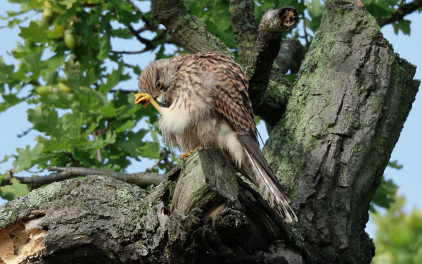 Animal kestrel HD Desktop Wallpaper | Background Image