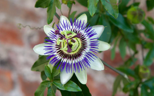 A vibrant passion flower (Passiflora) blooms amid green leaves, captured in stunning 4K Ultra HD for a nature-inspired PC desktop background.