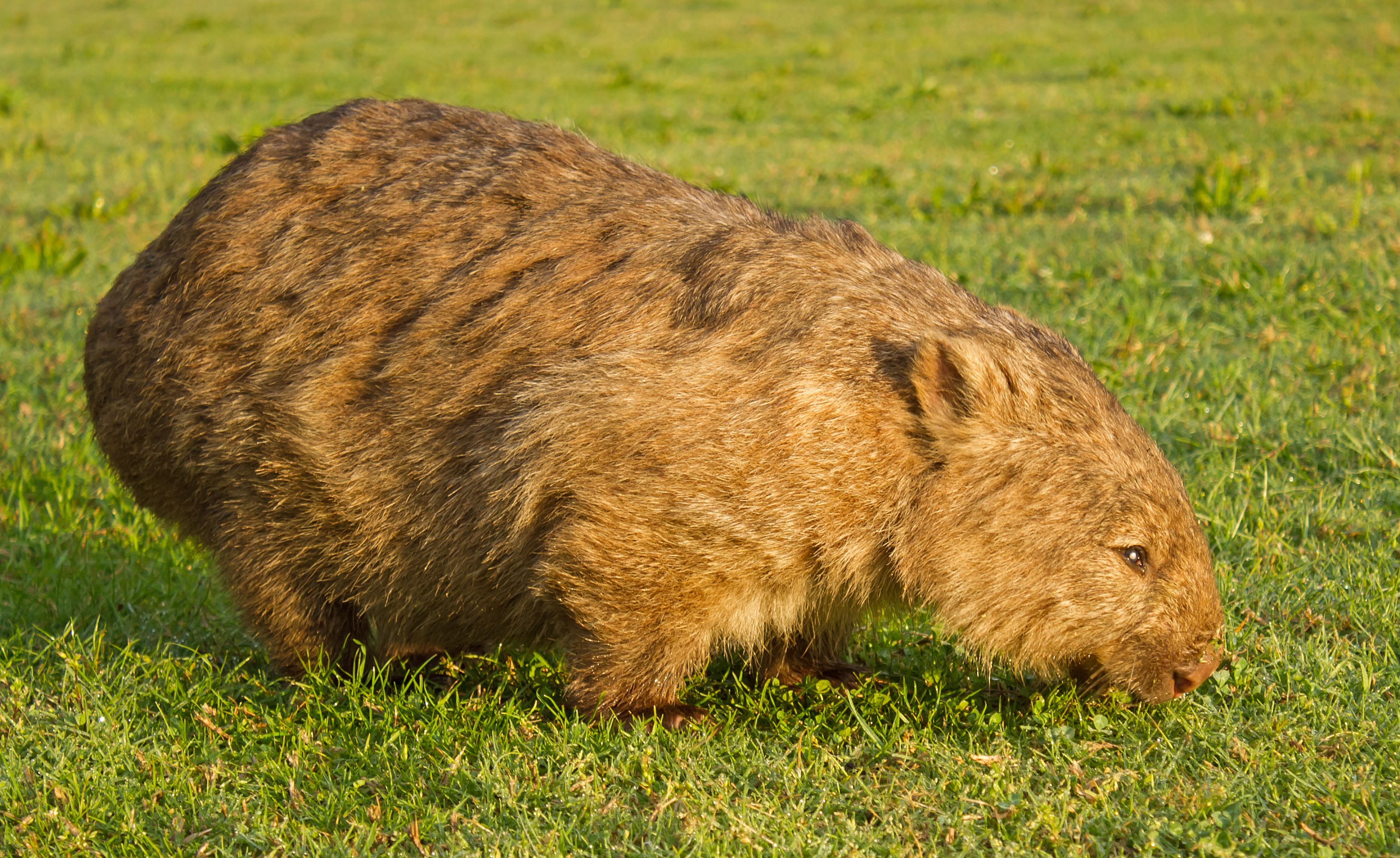 Common Wombat stock photo - Minden Pictures