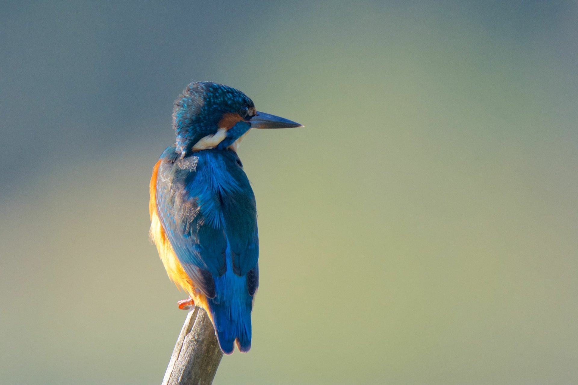 Download Animal Kingfisher HD Wallpaper