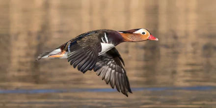 Animal mandarin duck HD Desktop Wallpaper | Background Image