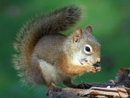 Animal squirrel HD Desktop Wallpaper | Background Image