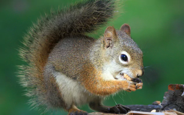 Animal squirrel HD Desktop Wallpaper | Background Image