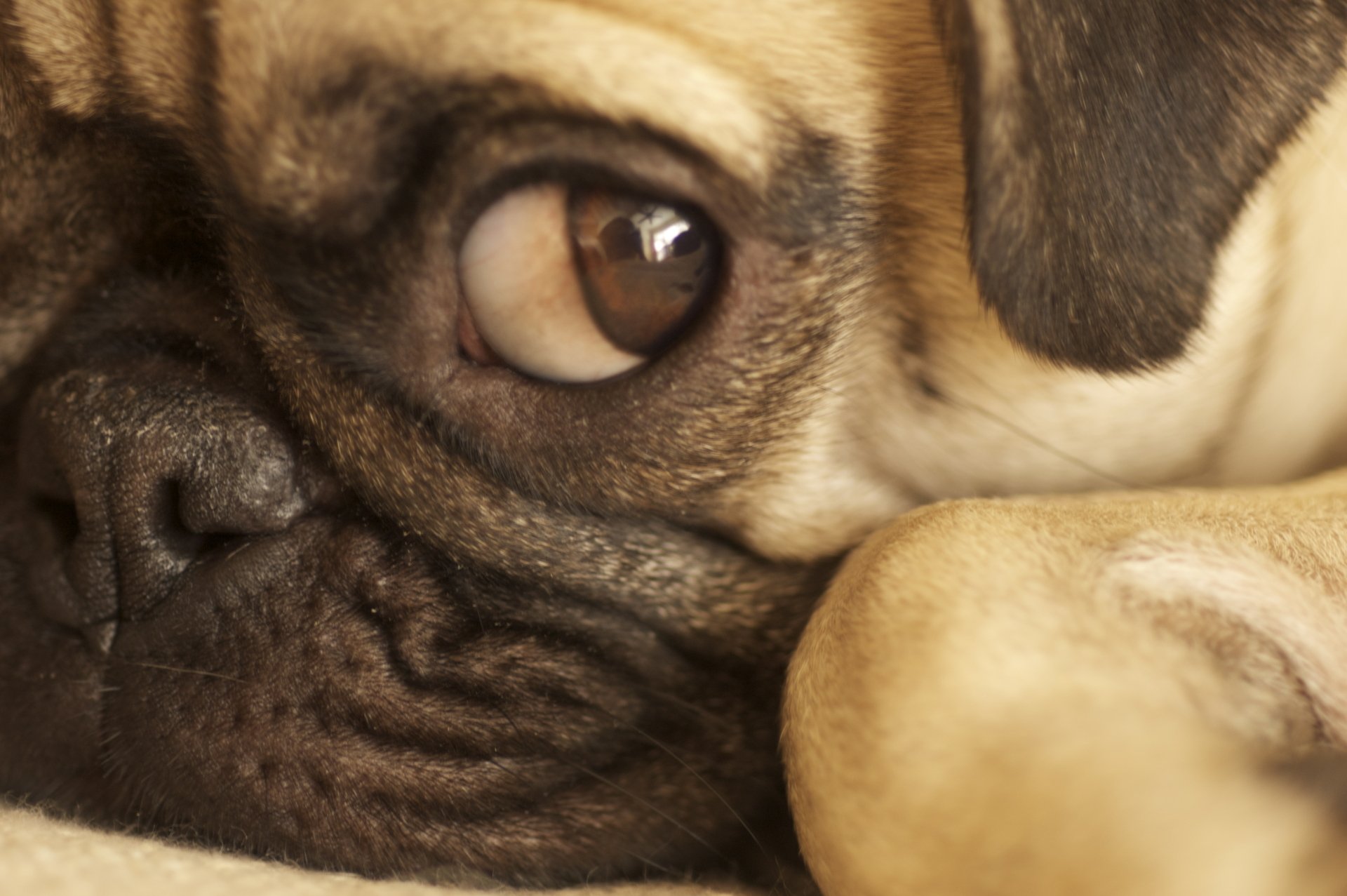 Close-up of a sleepy pug, showcasing its expressive eyes and unique facial features, offering a charming animal wallpaper for HD PC desktops.