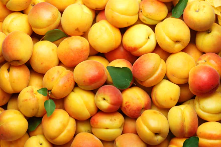 fruit food apricot HD Desktop Wallpaper | Background Image