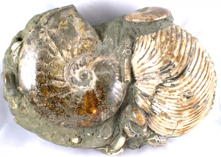 ammonite nature Mineral HD Desktop Wallpaper | Background Image
