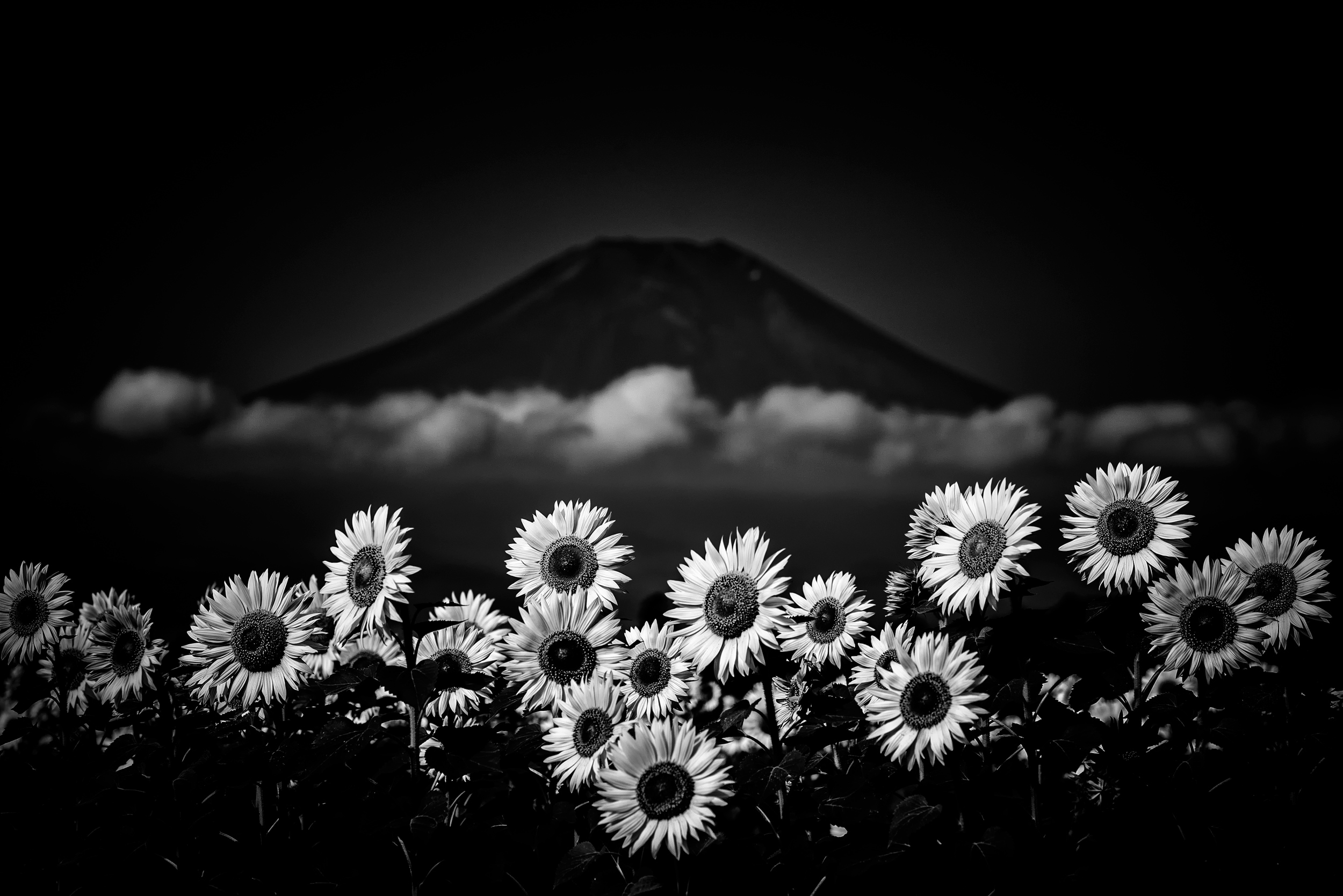 Girasol Full HD Fondo de Pantalla and Fondo de escritorio 