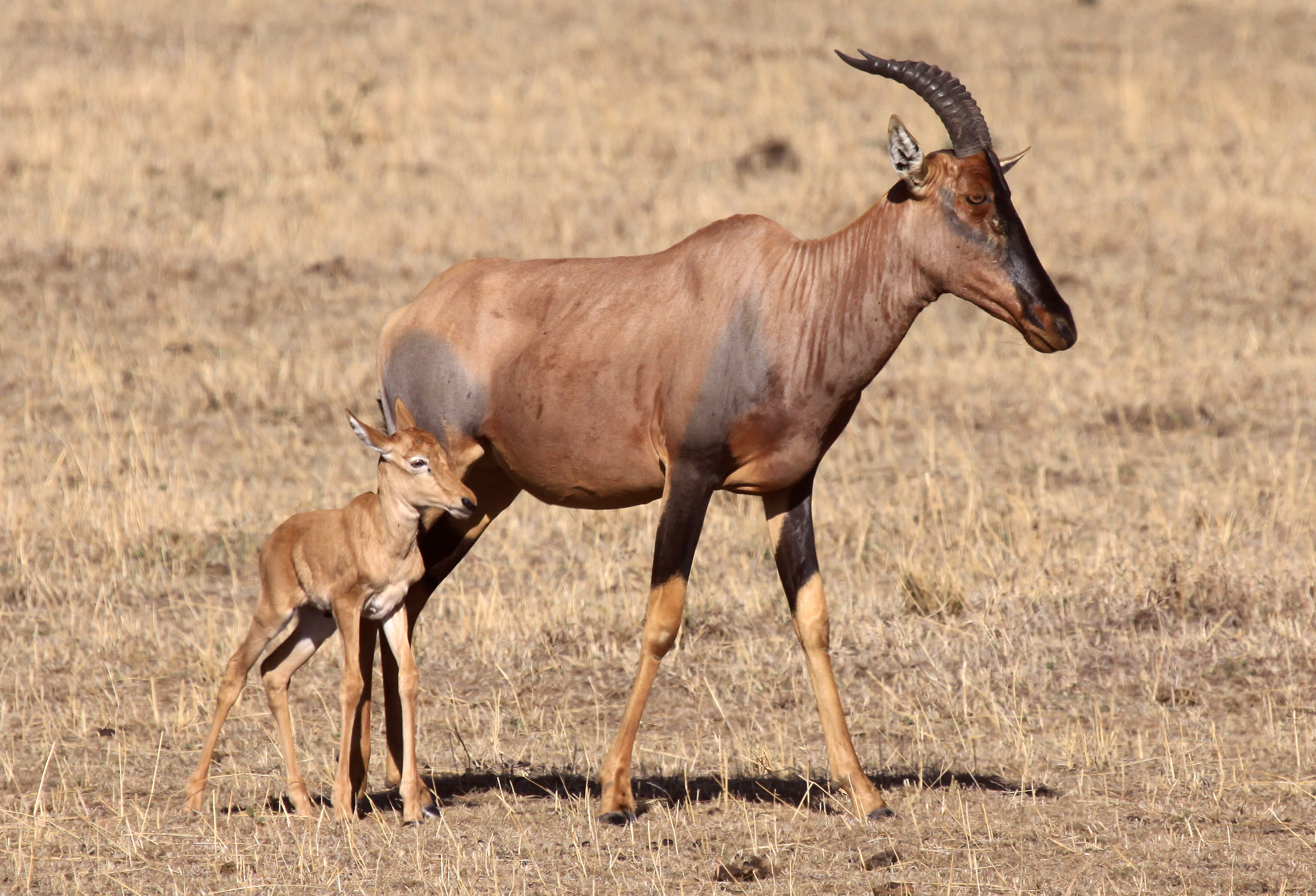 Topis are a highly social and fast antelope species.
