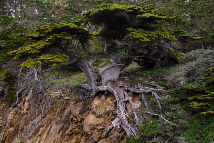 A twisted tree with exposed roots stands on rocky ground, surrounded by lush greenery, creating a striking scene in nature, perfect for an HD desktop wallpaper.