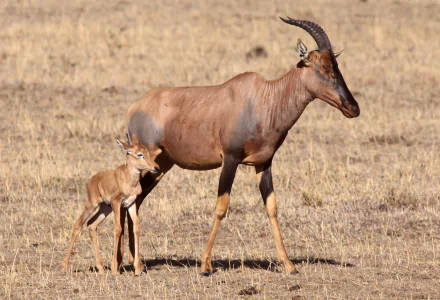 HD desktop wallpaper featuring a topi antelope and its calf standing on dry grassland in natural light.