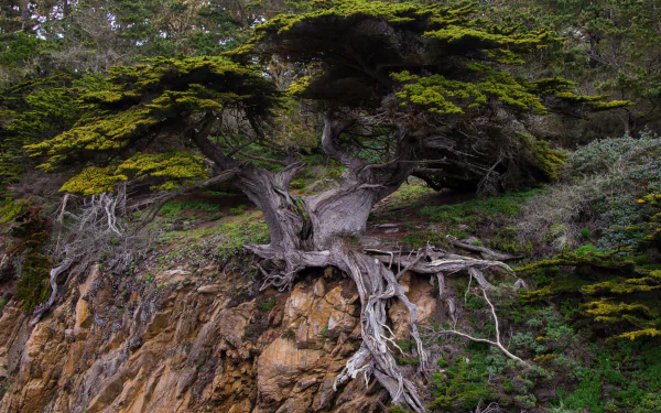HD desktop wallpaper featuring a twisted tree with exposed roots growing on a rocky hillside surrounded by lush green foliage in a natural forest setting.