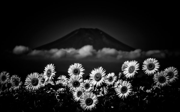 Earth Sunflower Flowers Nature Flower Volcano Black & White HD Wallpaper | Background Image