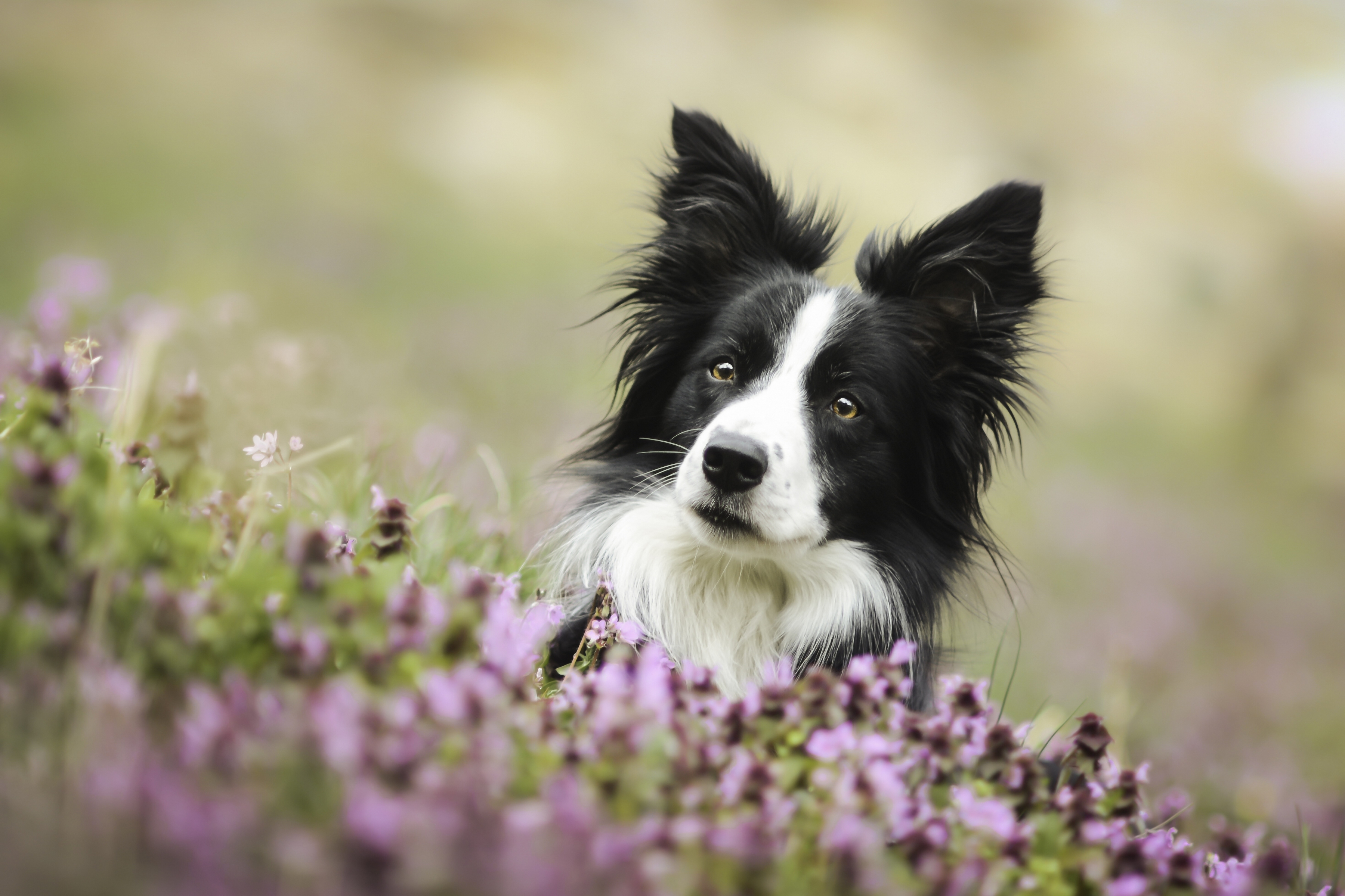 Border Collie wallpapers (100 Wallpapers) - HD Wallpapers