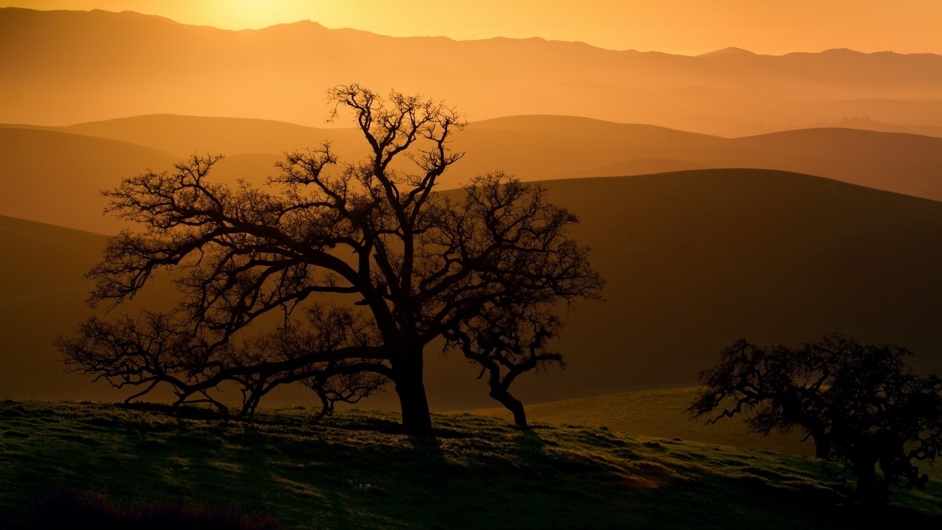 Download Tree Nature Sunset HD Wallpaper