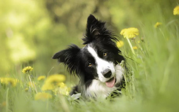 A playful border collie poses in a field of vibrant dandelions, with a soft bokeh effect in the background, creating a serene and charming atmosphere.