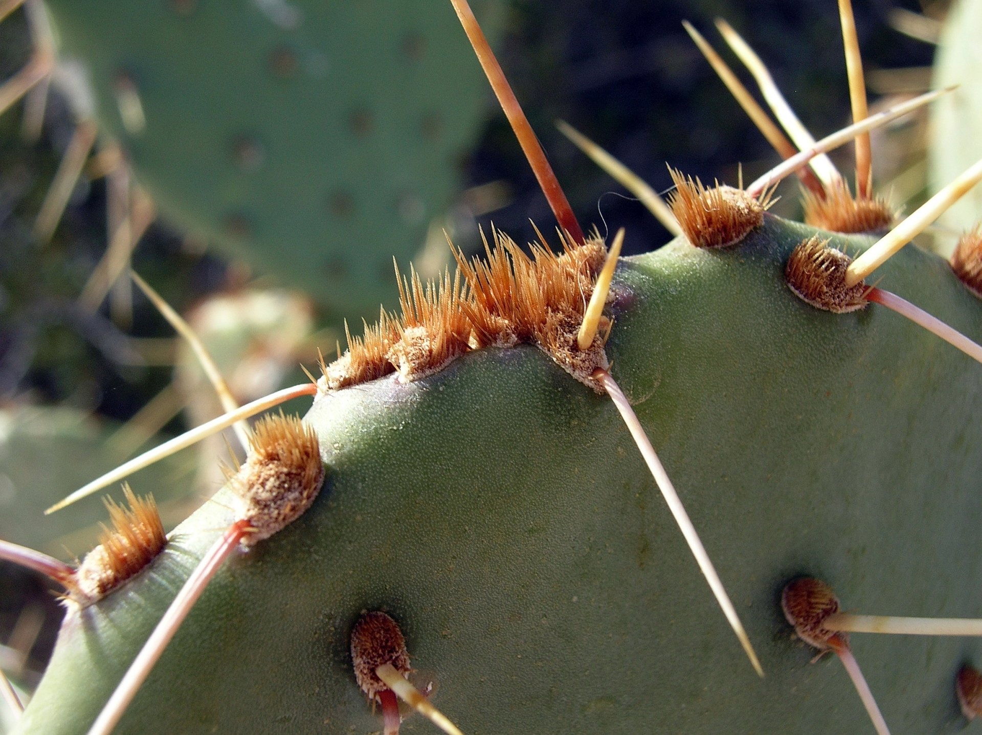 Download Nature Cactus Thorns HD Wallpaper