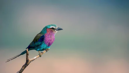 Animal roller HD Desktop Wallpaper | Background Image