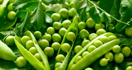 food pea HD Desktop Wallpaper | Background Image