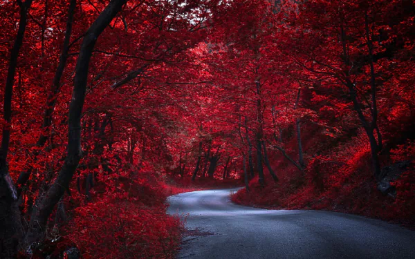 HD desktop wallpaper featuring a serene road winding through a forest with intense red foliage, creating a striking man-made and natural contrast.