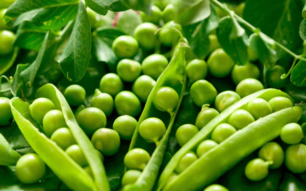 food pea HD Desktop Wallpaper | Background Image