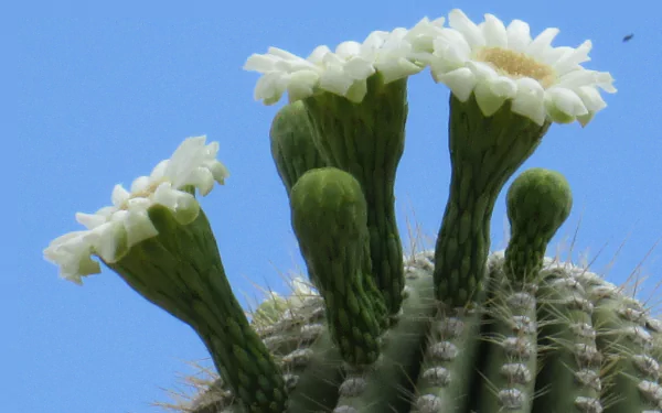 nature cactus HD Desktop Wallpaper | Background Image