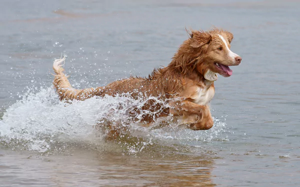 A Nova Scotia Duck Tolling Retriever joyfully splashes through shallow water, captured in high-definition for a vibrant PC desktop wallpaper.