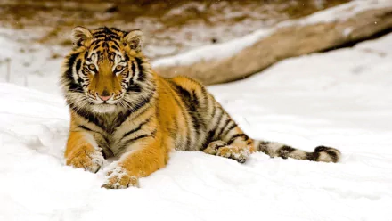 A tiger laying in the snow during winter. HD desktop wallpaper and background.