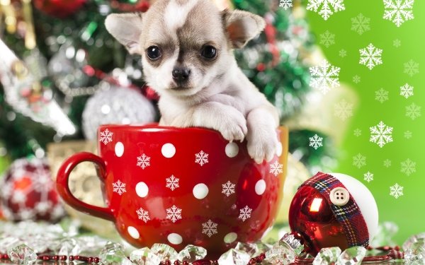 Animal Puppy Dogs HD Wallpaper | Background Image
