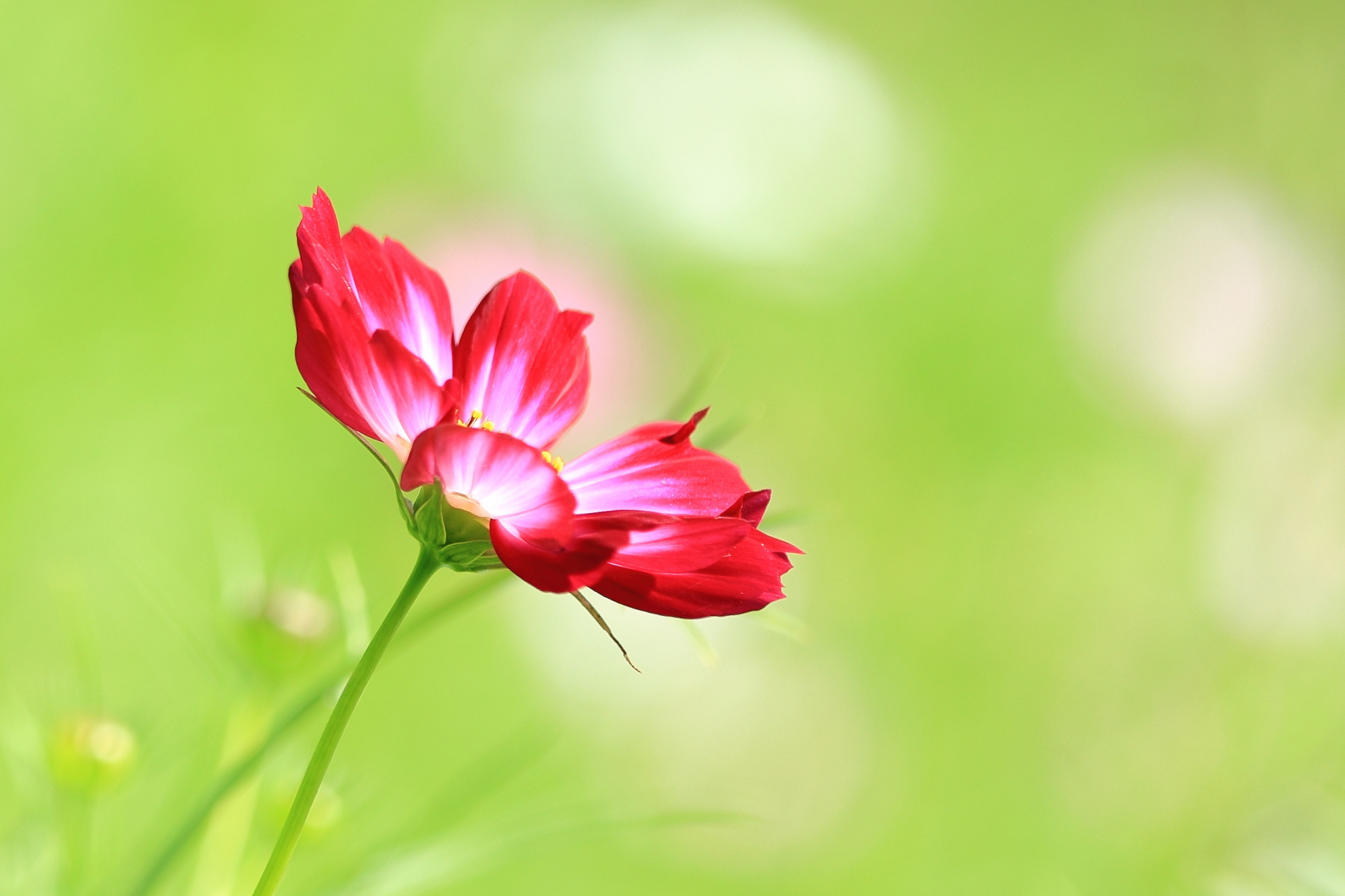 Single flower - Flowers & Nature Background Wallpapers on Desktop Nexus  (Image 598349)