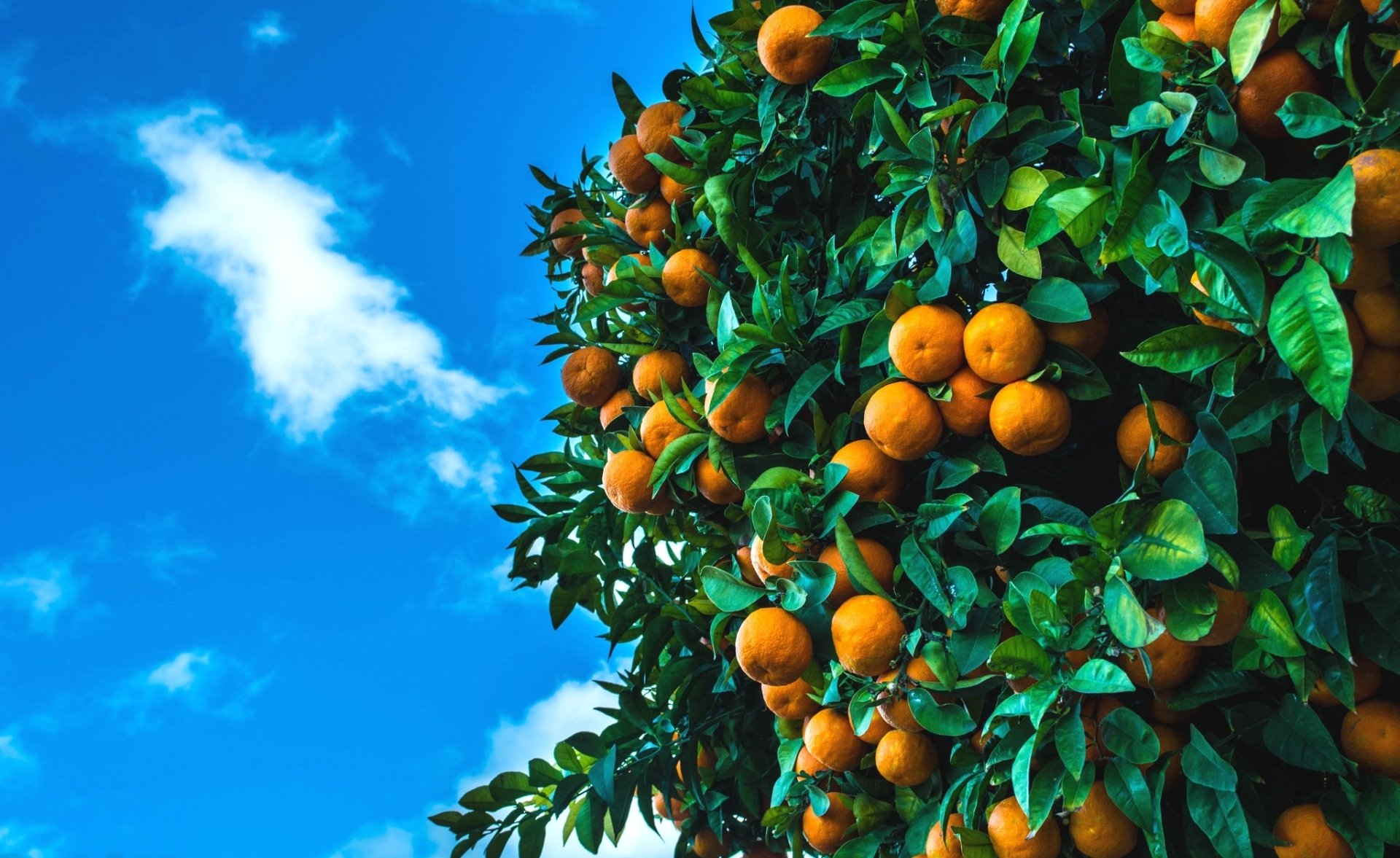 У отца есть 5 различных апельсинов. Абхазия мандарины на дереве. Мандарин уншиу дерево. Цитрус мандарин Mandarine. Мандарины Гранада.