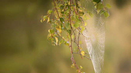 photography spider web HD Desktop Wallpaper | Background Image