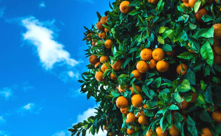 Vibrant HD desktop wallpaper showing ripe mandarins hanging on a lush green tree against a bright blue sky with a few white clouds.