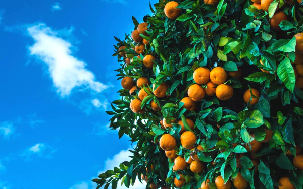 Vibrant HD desktop wallpaper showing ripe mandarins hanging on a lush green tree against a bright blue sky with a few white clouds.