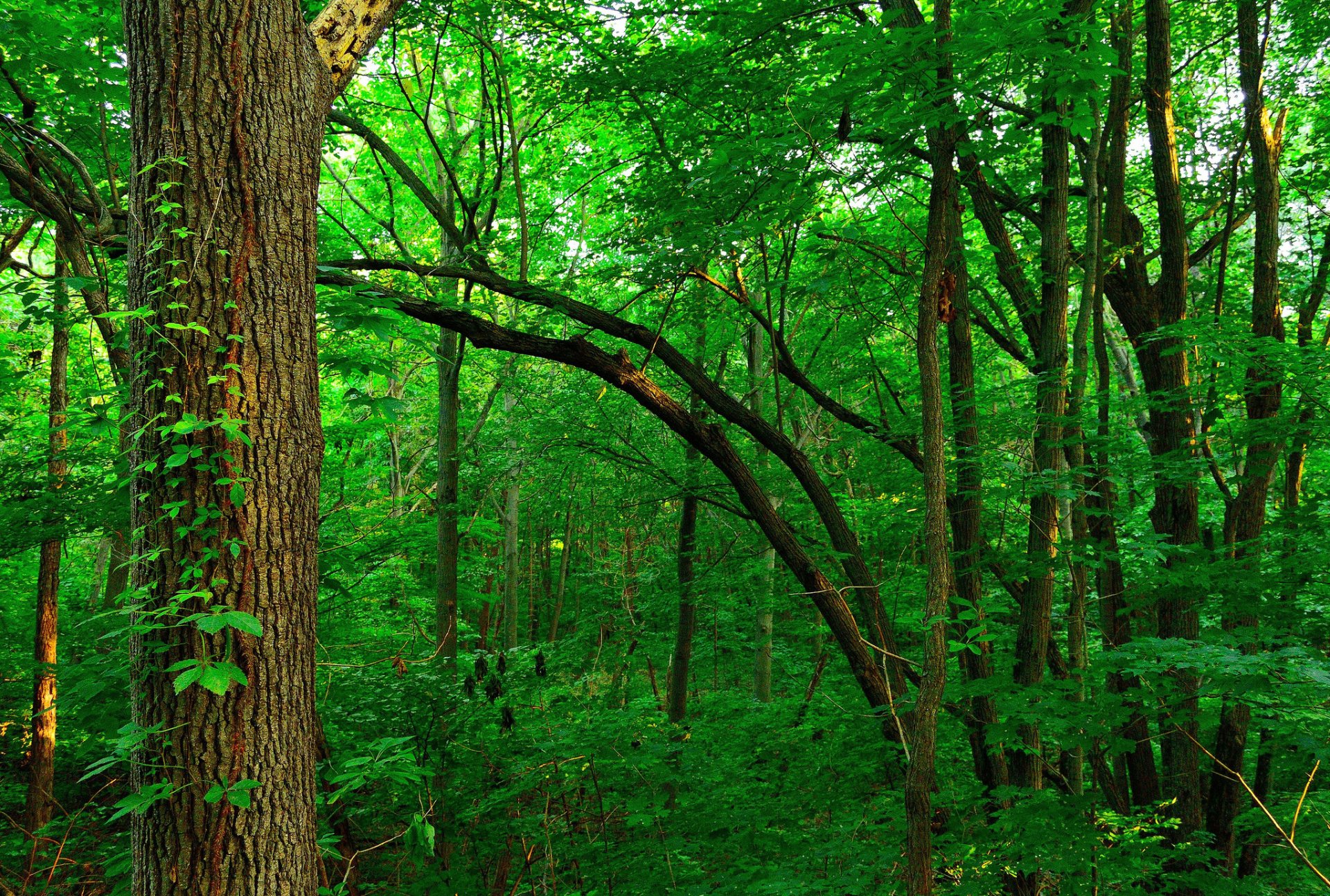 Lush green forest with dense trees and vibrant foliage, captured in high definition as a nature-themed PC desktop wallpaper.