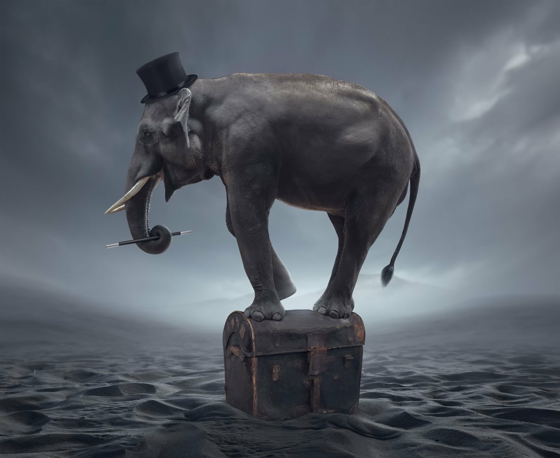 Download Desert Magician Hat Funny Elephant HD Wallpaper