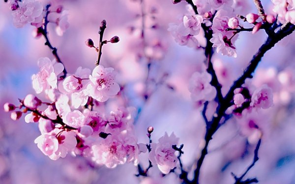 Nature Blossom Flowers Macro Flower Cherry Blossom Close-Up HD Wallpaper | Background Image