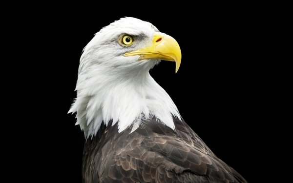 Animal Bald Eagle Birds Eagles Bird HD Wallpaper | Background Image