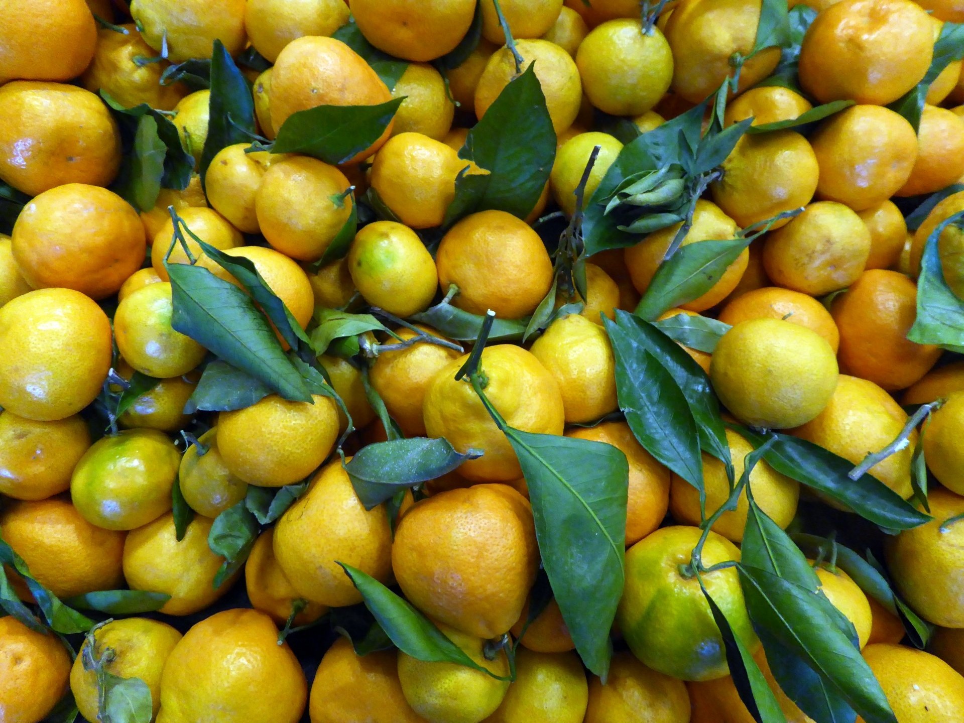 Download Fruit Yellow Leaf Food Lemon HD Wallpaper by Linnaea Mallette