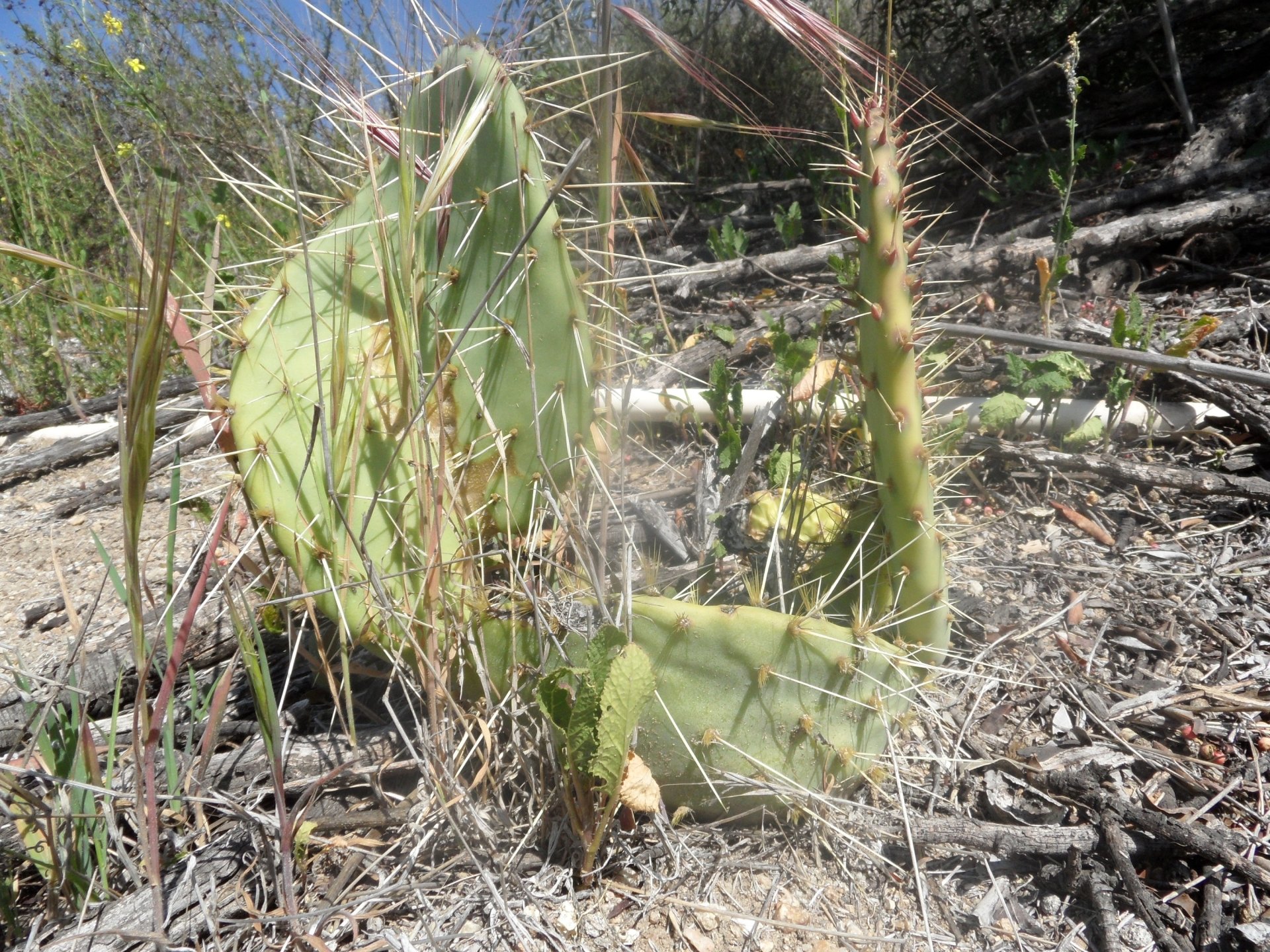 Cactus Fond d’écran HD | Arrière-Plan | 3000x2250