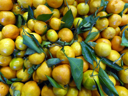 HD PC desktop wallpaper background: close-up of yellow lemons with green leaves, fresh fruit texture.