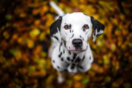 A captivating HD desktop wallpaper featuring a Dalmatian dog surrounded by autumn leaves, showcasing a beautiful bokeh effect that enhances its striking features.