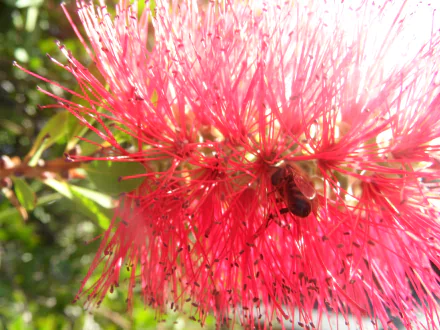 flower bee nature bottlebrush HD Desktop Wallpaper | Background Image