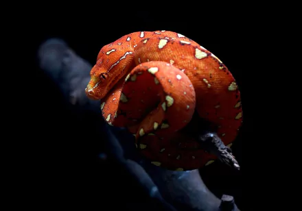 Animal python HD Desktop Wallpaper | Background Image