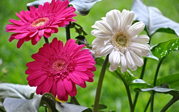Earth Gerbera Flowers Macro Nature Flower White Flower Pink Flower HD Wallpaper | Background Image