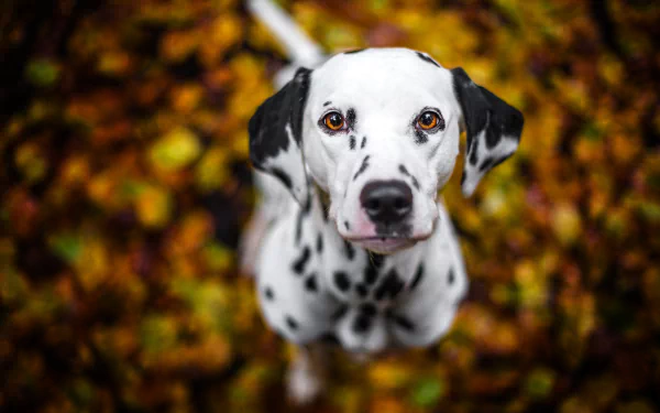 A captivating HD desktop wallpaper featuring a Dalmatian dog surrounded by autumn leaves, showcasing a beautiful bokeh effect that enhances its striking features.