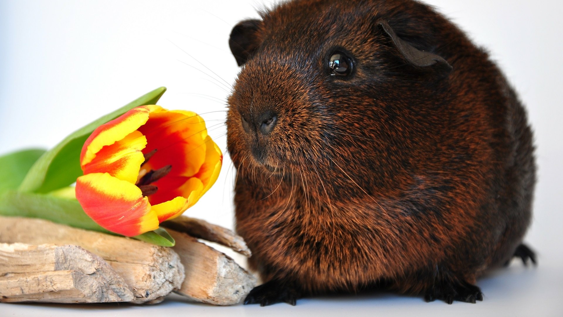4K Ultra HD PC desktop wallpaper: close-up of a brown guinea pig beside a red-and-yellow tulip resting on smooth stones.